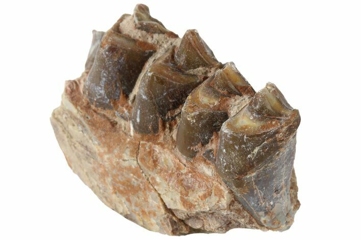 Oreodont (Merycoidodon) Jaw Section - South Dakota #184266